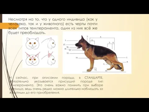 Несмотря на то, что у одного индивида (как у человека, так и