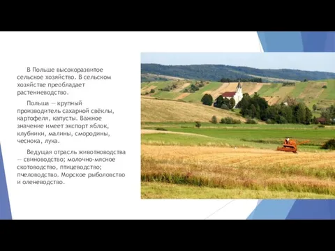 В Польше высокоразвитое сельское хозяйство. В сельском хозяйстве преобладает растениеводство. Польша —