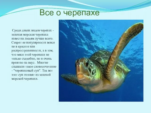 Все о черепахе Среди диких видов черепах - зеленая морская черепаха известна