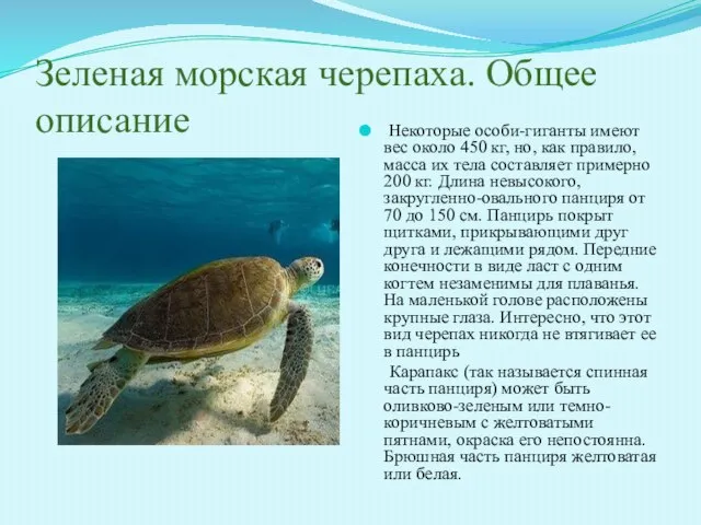 Зеленая морская черепаха. Общее описание Некоторые особи-гиганты имеют вес около 450 кг,