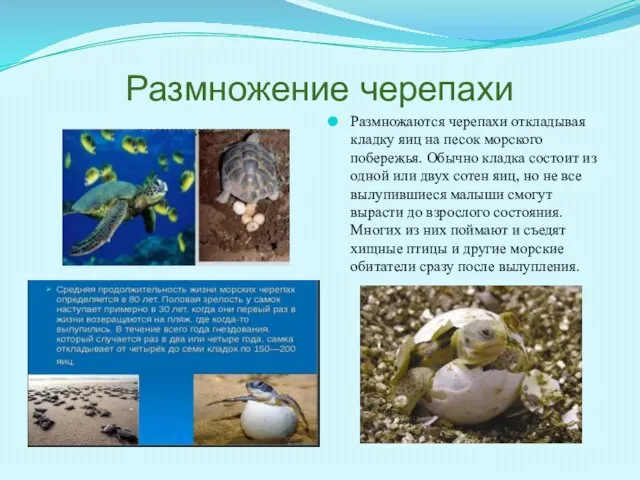 Размножение черепахи Размножаются черепахи откладывая кладку яиц на песок морского побережья. Обычно