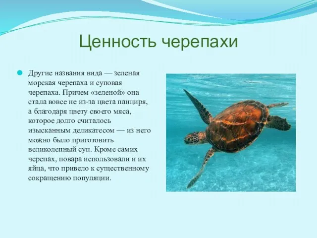 Ценность черепахи Другие названия вида — зеленая морская черепаха и суповая черепаха.