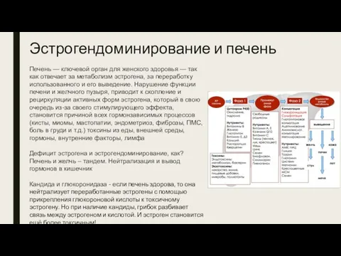 Эстрогендоминирование и печень Печень — ключевой орган для женского здоровья — так