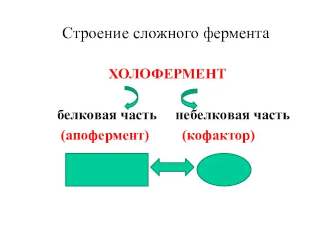 Строение сложного фермента ХОЛОФЕРМЕНТ белковая часть небелковая часть (апофермент) (кофактор)