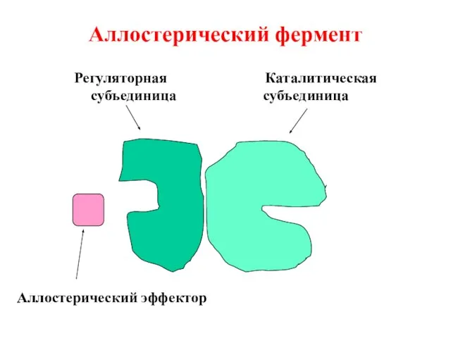 Аллостерический фермент Аллостерический эффектор Регуляторная Каталитическая субъединица субъединица