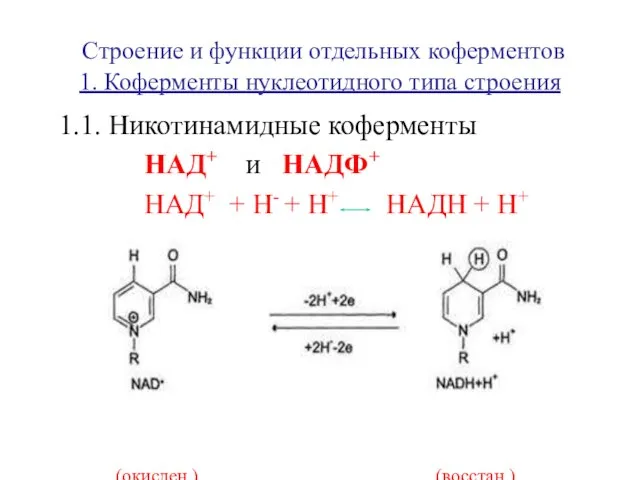 Строение и функции отдельных коферментов 1. Коферменты нуклеотидного типа строения 1.1. Никотинамидные