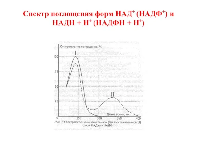 Спектр поглощения форм НАД+ (НАДФ+) и НАДН + Н+ (НАДФН + Н+)