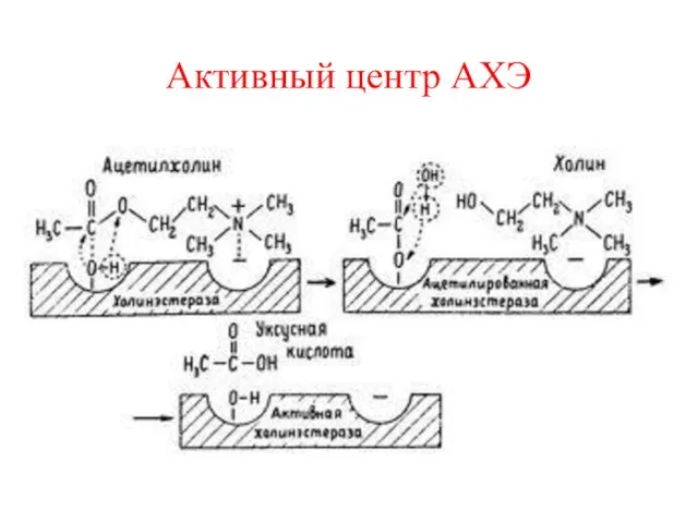 Активный центр АХЭ