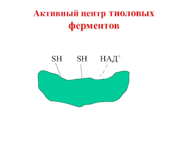 Активный центр тиоловых ферментов SH SH НАД+