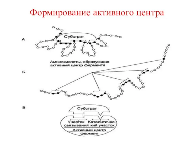 Формирование активного центра