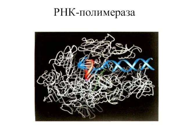 РНК-полимераза