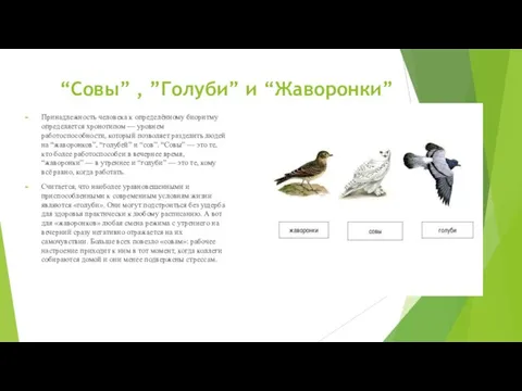 “Совы” , ”Голуби” и “Жаворонки” Принадлежность человека к определённому биоритму определяется хронотипом