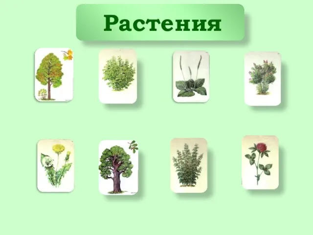 Растения