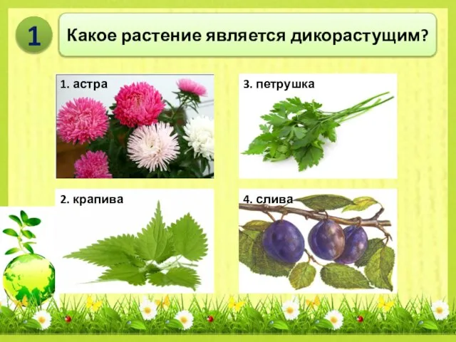 Какое растение является дикорастущим? 1