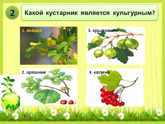 Какой кустарник является культурным? 2