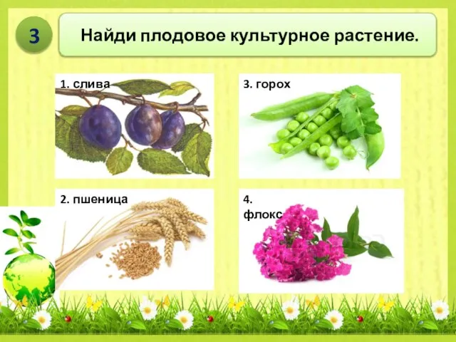 Найди плодовое культурное растение. 3