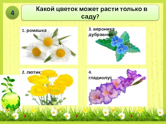 Какой цветок может расти только в саду? 4