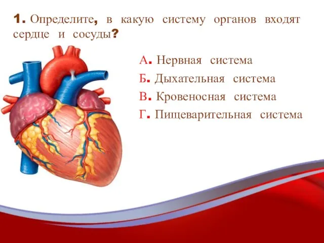 А. Нервная система Б. Дыхательная система В. Кровеносная система Г. Пищеварительная система