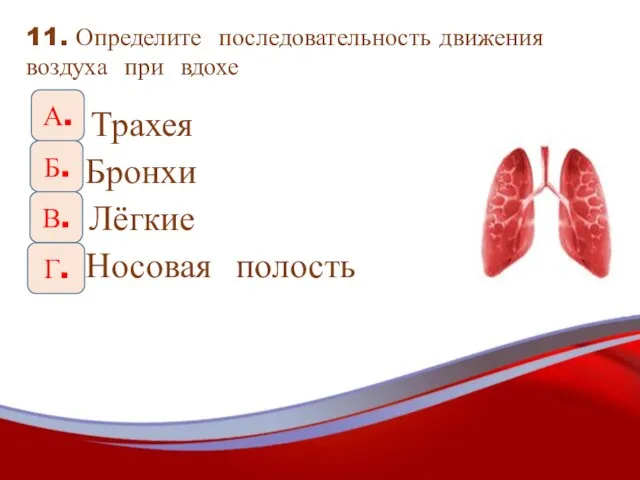 11. Определите последовательность движения воздуха при вдохе А. Трахея Б. Бронхи В.