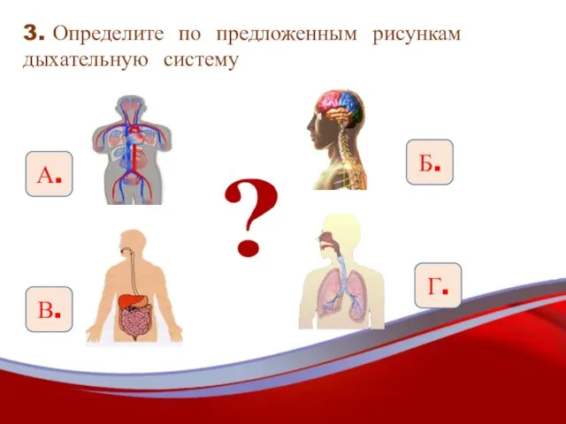 3. Определите по предложенным рисункам дыхательную систему А. Б. В. Г.