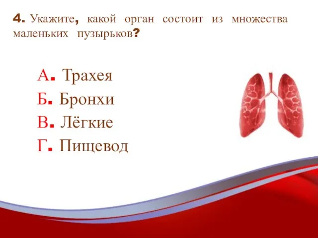 4. Укажите, какой орган состоит из множества маленьких пузырьков? А. Трахея Б.