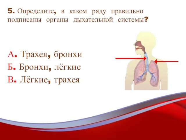5. Определите, в каком ряду правильно подписаны органы дыхательной системы? А. Трахея,