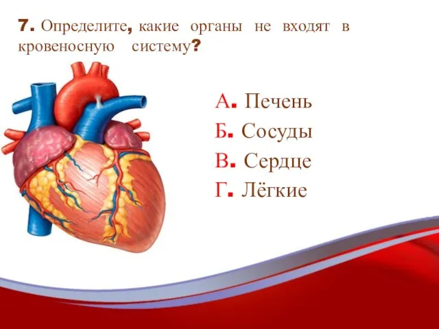 А. Печень Б. Сосуды В. Сердце Г. Лёгкие 7. Определите, какие органы