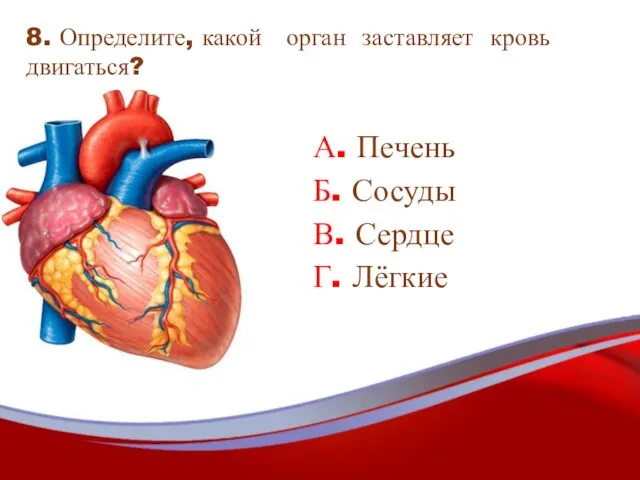 А. Печень Б. Сосуды В. Сердце Г. Лёгкие 8. Определите, какой орган заставляет кровь двигаться?