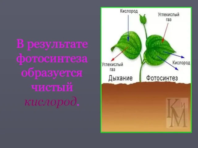 В результате фотосинтеза образуется чистый кислород.
