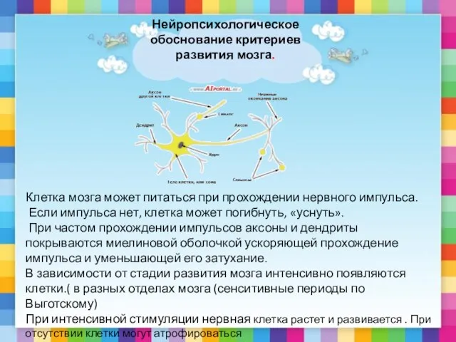 Нейропсихологическое обоснование критериев развития мозга. Клетка мозга может питаться при прохождении нервного