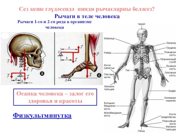 Рычаги 1-го и 2-го рода в организме человека Осанка человека – залог