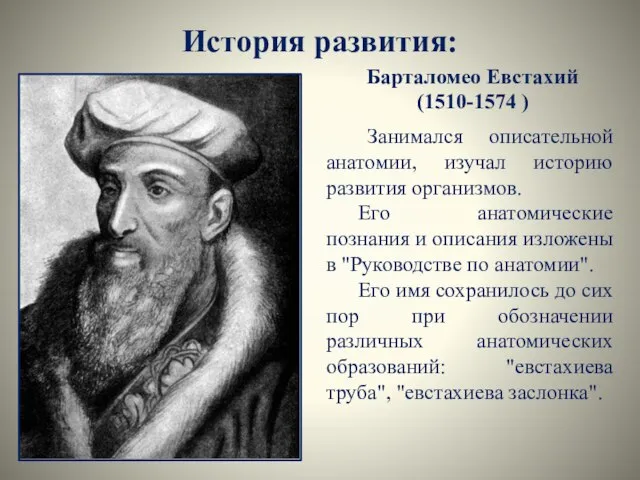 История развития: Барталомео Евстахий (1510-1574 ) Занимался описательной анатомии, изучал историю развития