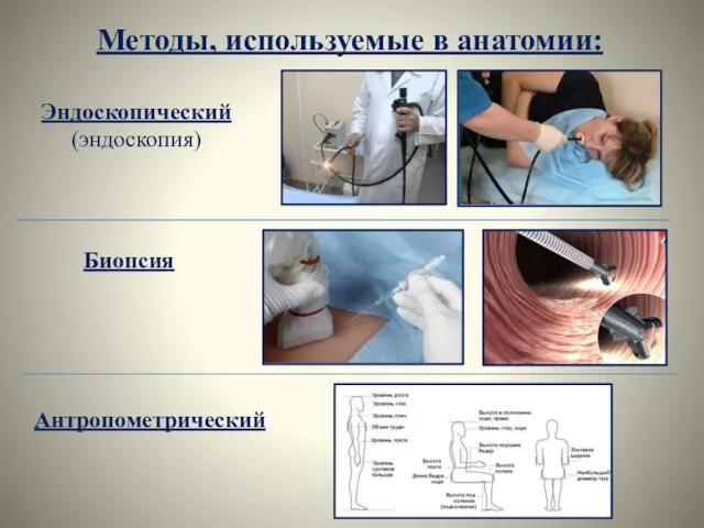 Методы, используемые в анатомии: Эндоскопический (эндоскопия) Биопсия Антропометрический