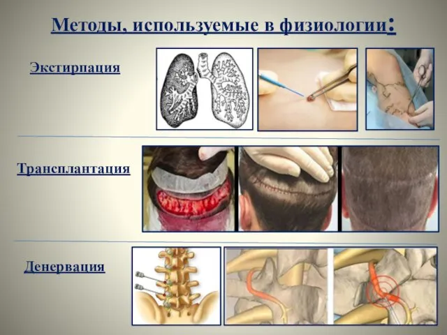 Методы, используемые в физиологии: Экстирпация Трансплантация Денервация