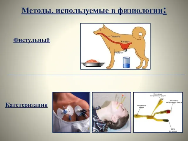 Методы, используемые в физиологии: Фистульный Катетеризация