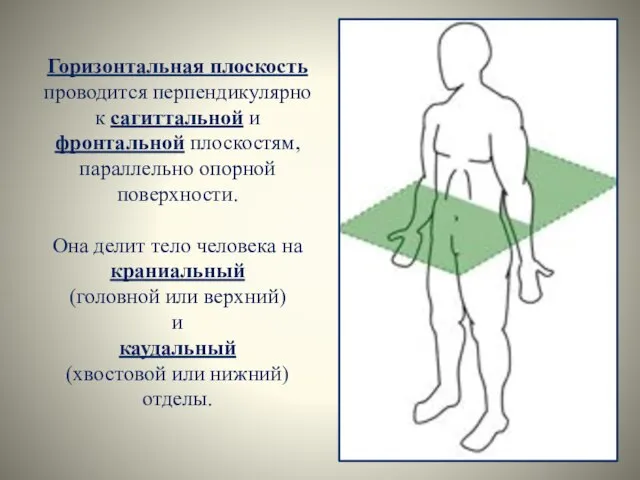 Горизонтальная плоскость проводится перпендикулярно к сагиттальной и фронтальной плоскостям, параллельно опорной поверхности.