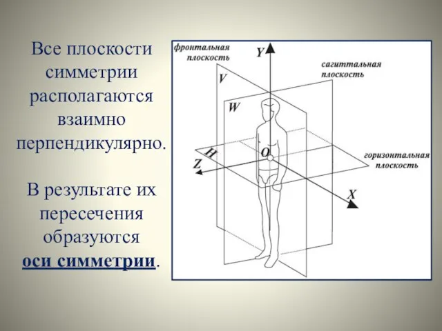 Все плоскости симметрии располагаются взаимно перпендикулярно. В результате их пересечения образуются оси симметрии.