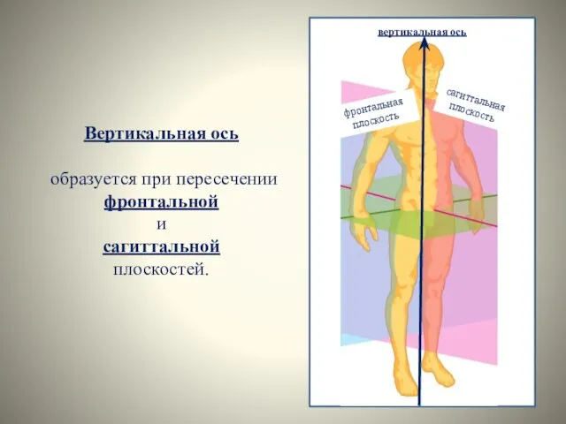 Вертикальная ось образуется при пересечении фронтальной и сагиттальной плоскостей. фронтальная плоскость сагиттальная плоскость вертикальная ось