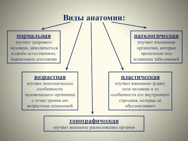 Виды анатомии: возрастная изучает анатомические особенности человеческого организма с точки зрения его