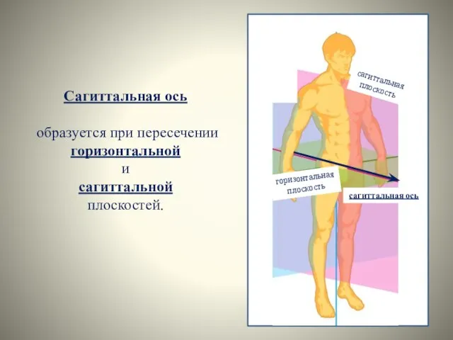 Сагиттальная ось образуется при пересечении горизонтальной и сагиттальной плоскостей. горизонтальная плоскость сагиттальная плоскость сагиттальная ось