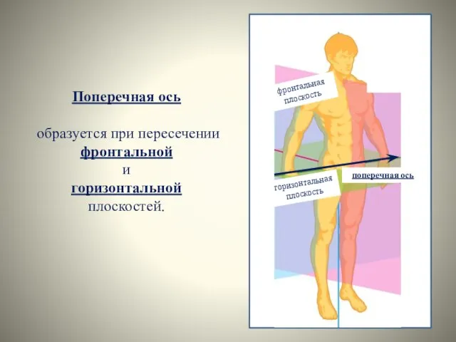 Поперечная ось образуется при пересечении фронтальной и горизонтальной плоскостей. фронтальная плоскость горизонтальная плоскость поперечная ось