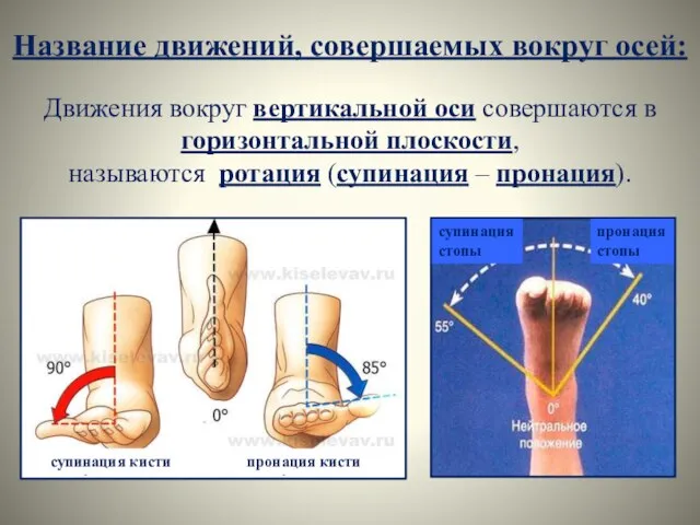 Название движений, совершаемых вокруг осей: Движения вокруг вертикальной оси совершаются в горизонтальной