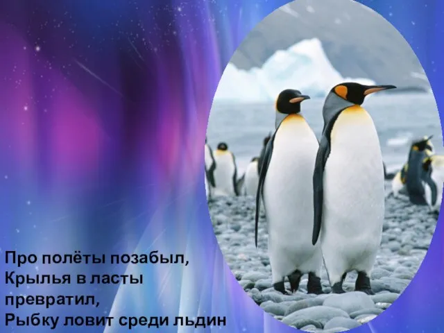 Про полёты позабыл, Крылья в ласты превратил, Рыбку ловит среди льдин Антарктический … (пингвин)!