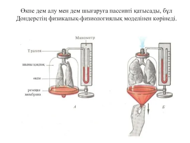 Өкпе дем алу мен дем шығаруға пассивті қатысады, бұл Дондерстің физикалық-физиологиялық моделінен көрінеді.