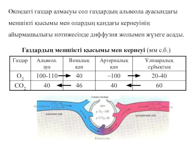 Өкпедегі газдар алмасуы сол газдардың альвеола ауасындағы меншікті қысымы мен олардың қандағы