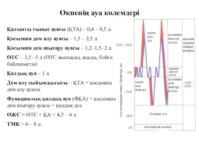 Өкпенің ауа көлемдері Қалыпты тыныс ауасы (ҚТА) – 0,4 – 0,5 л.