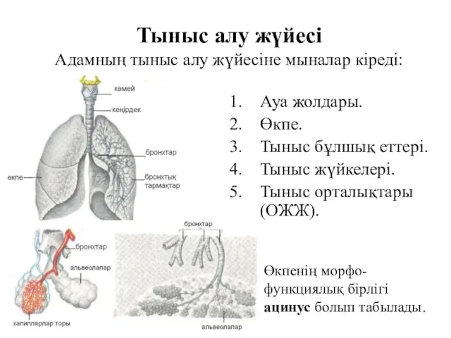 Тыныс алу жүйесі Адамның тыныс алу жүйесіне мыналар кіреді: Ауа жолдары. Өкпе.