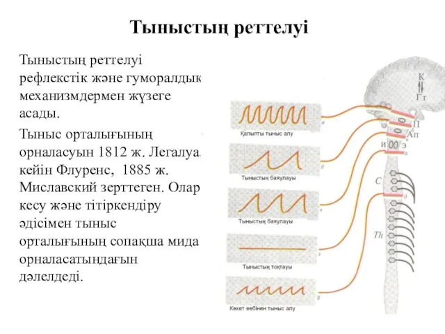 Тыныстың реттелуі Тыныстың реттелуі рефлекстік және гуморалдық механизмдермен жүзеге асады. Тыныс орталығының