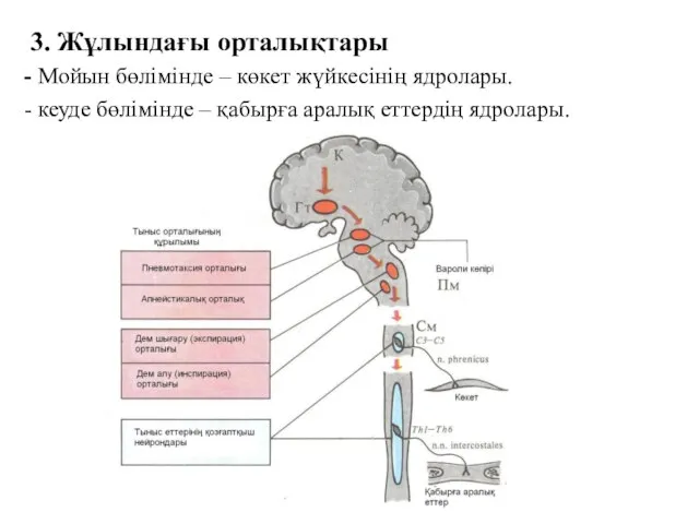 3. Жұлындағы орталықтары - Мойын бөлімінде – көкет жүйкесінің ядролары. - кеуде