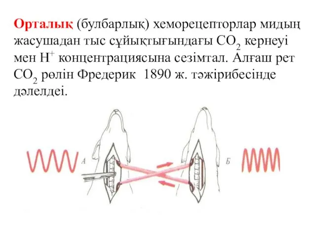 Орталық (булбарлық) хеморецепторлар мидың жасушадан тыс сұйықтығындағы СО2 кернеуі мен Н+ концентрациясына